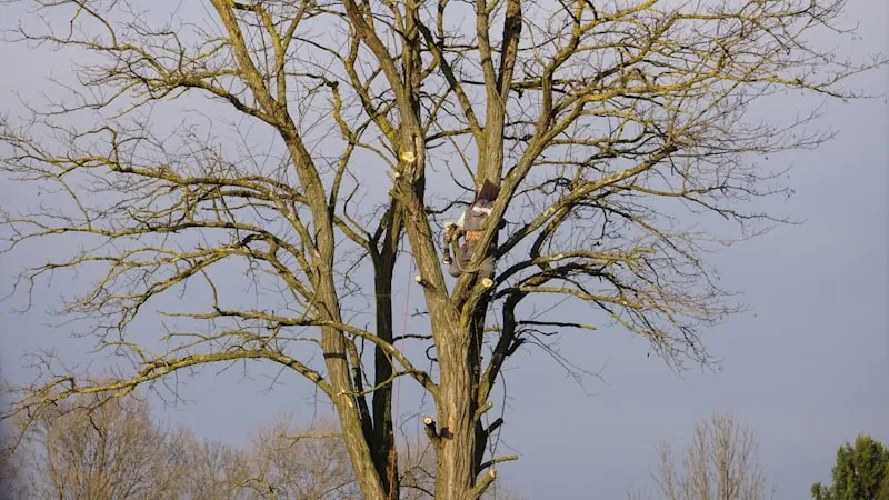 Élagage d'un chêne centenaire à Pithiviers
