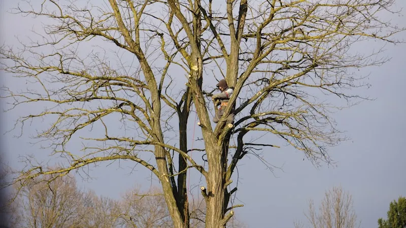Élagage d'un tilleul à Melun