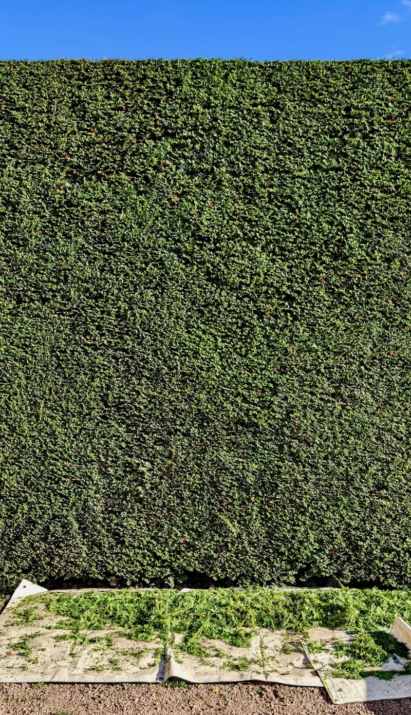 Taille de haie de thuyas à Malesherbes