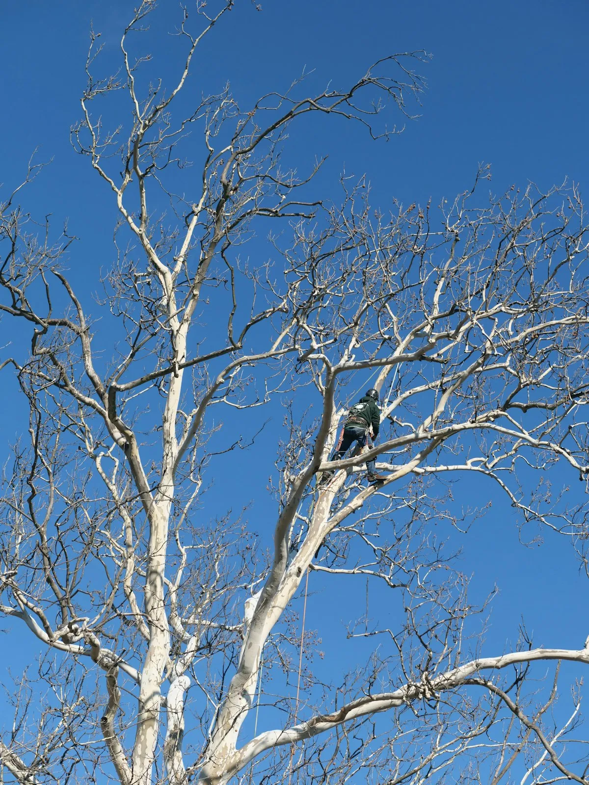 Élagage & Abattage d'Arbres